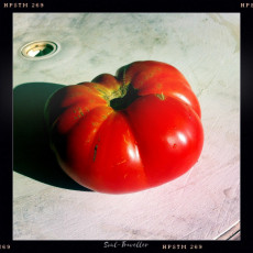 025 Gavião
ECHTHEIT – Gemüse von Augusta; Wo eine Tomate noch Tomate sein darf