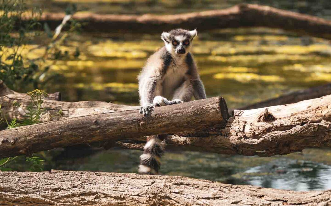 Berlin Tiergarten Foto-Blog – Eine gewinnbringende Verwechslung!
