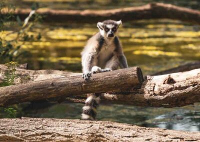 Berlin Tiergarten Foto-Blog – Eine gewinnbringende Verwechslung!